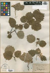 Crataegus exclusa image