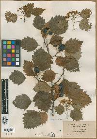 Crataegus densiflora image