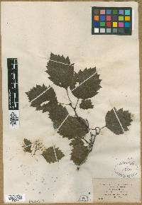 Crataegus densiflora image