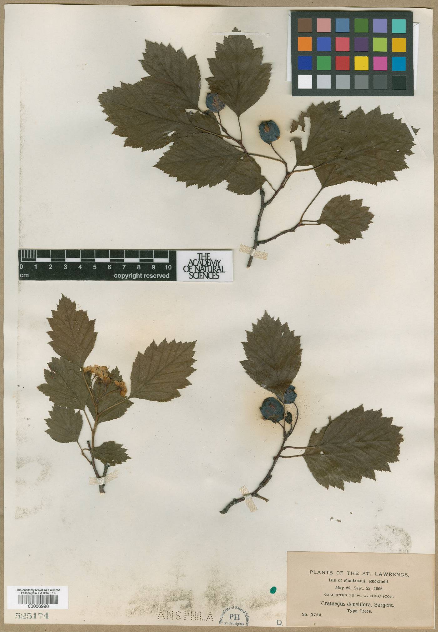 Crataegus densiflora image