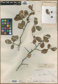 Crataegus discolor image