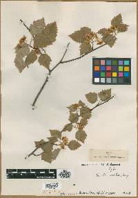 Crataegus decorata image