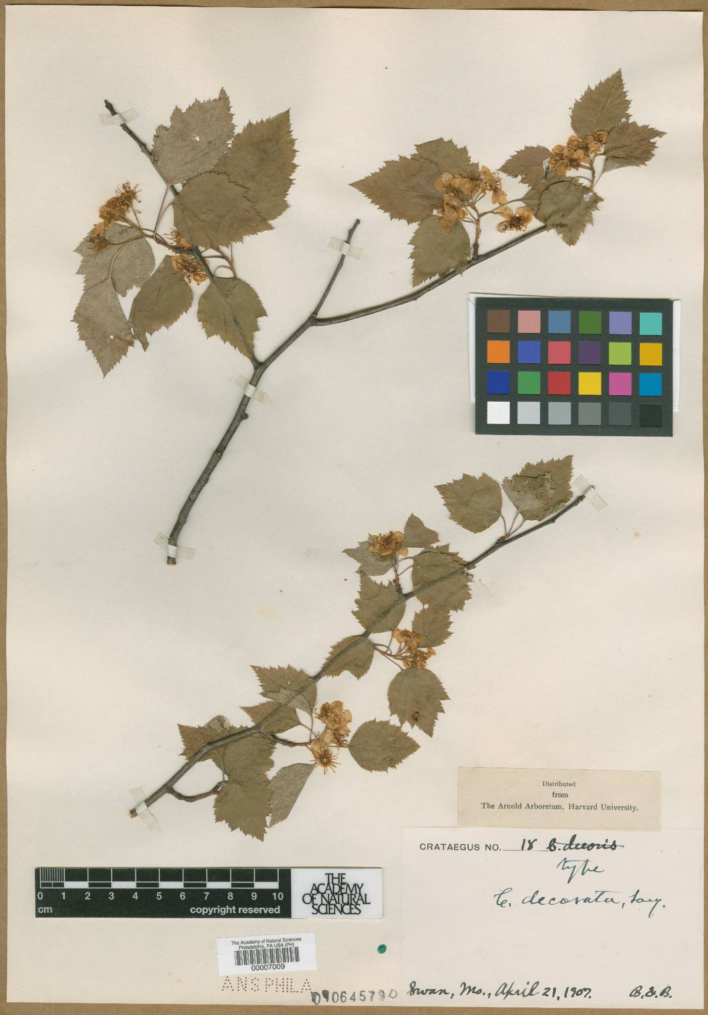 Crataegus decorata image