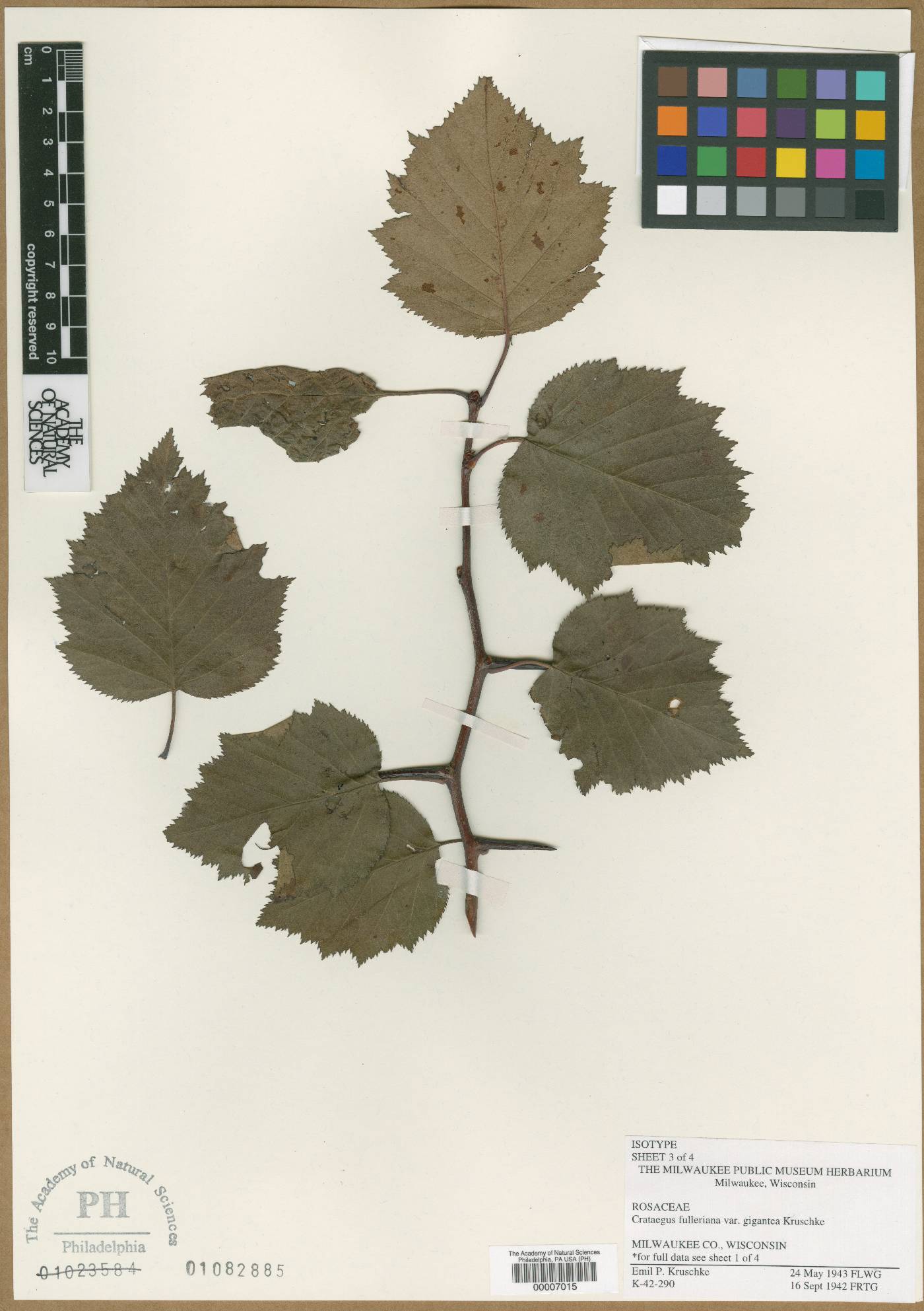 Crataegus fulleriana image