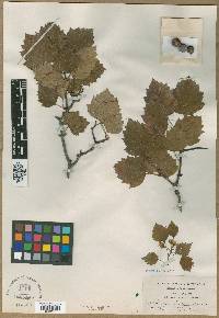 Crataegus fusca image