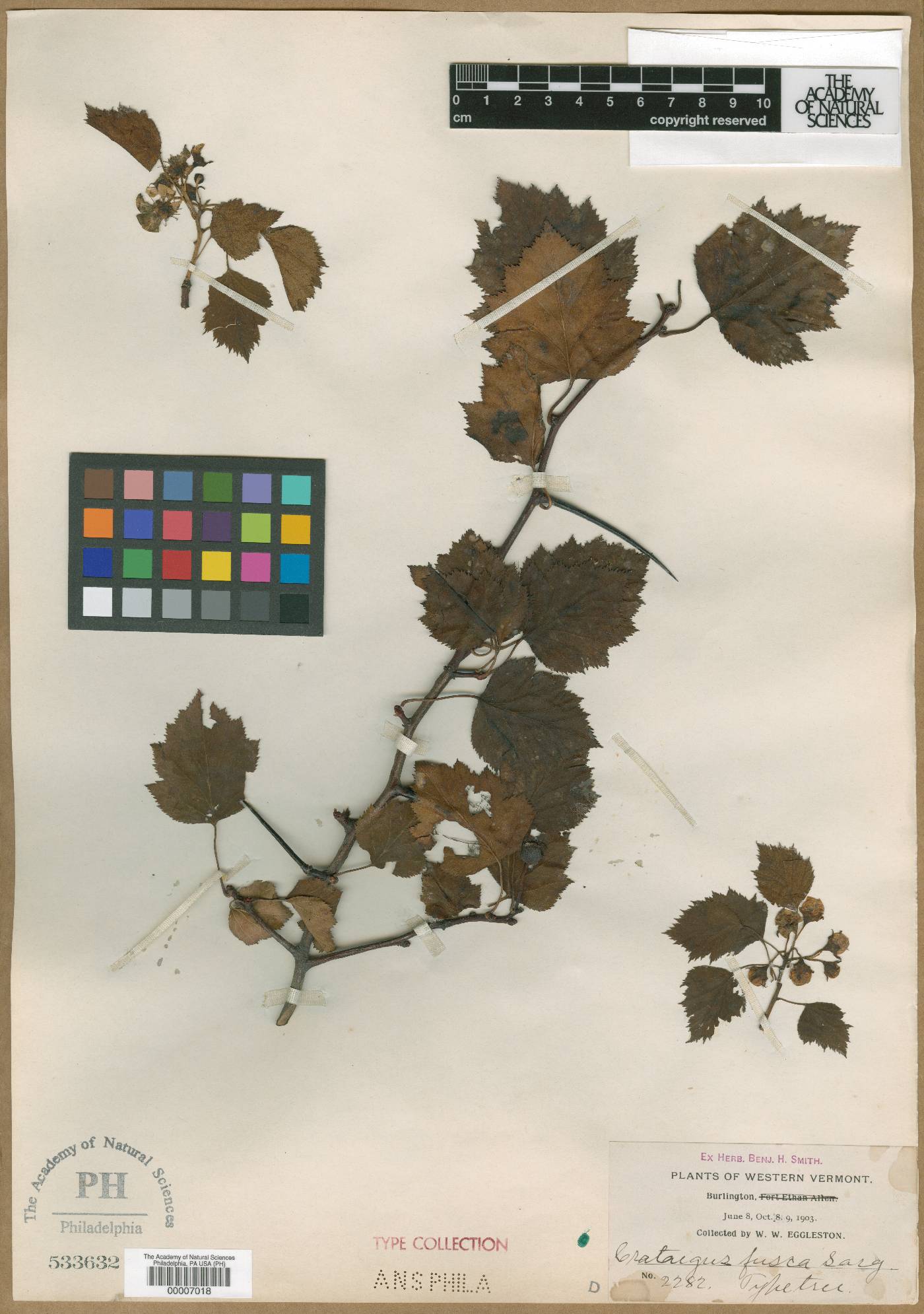 Crataegus fusca image