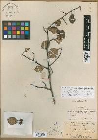 Crataegus fortunata image