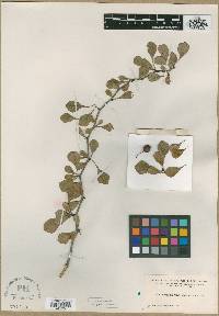 Crataegus lassa var. integra image