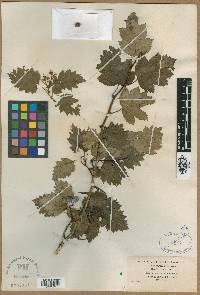 Crataegus fluviatilis image