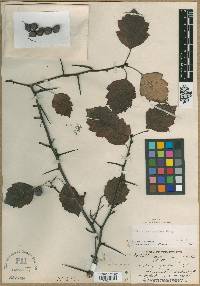 Crataegus gaudens image