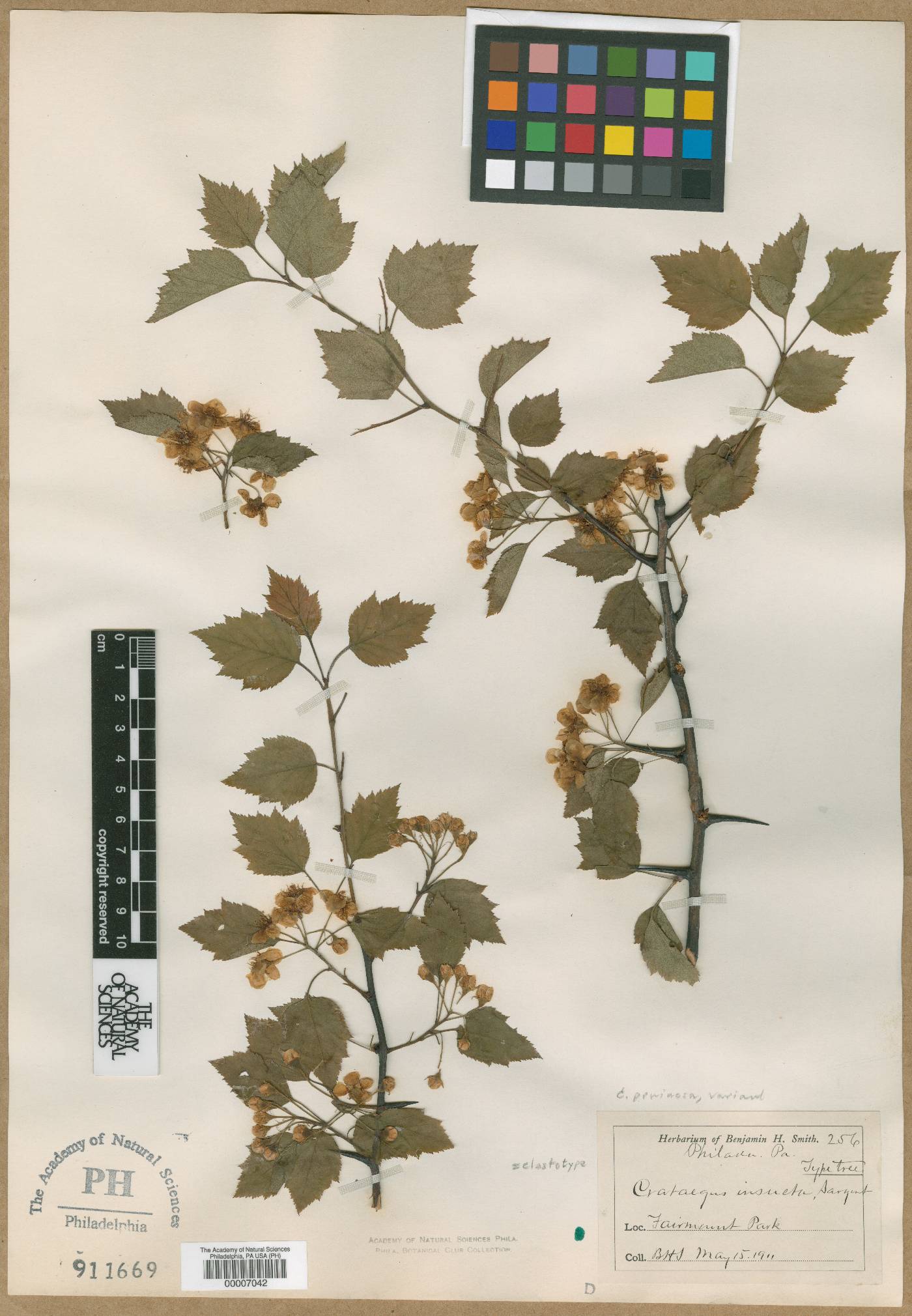 Crataegus insueta image