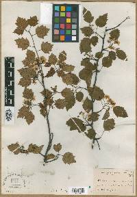 Crataegus insueta image