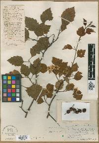 Crataegus crus-galli var. crus-galli image