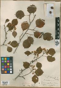 Crataegus ignava image