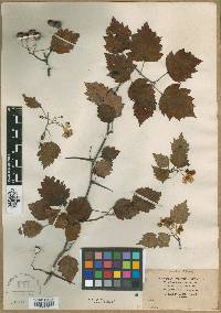 Crataegus jesupii image