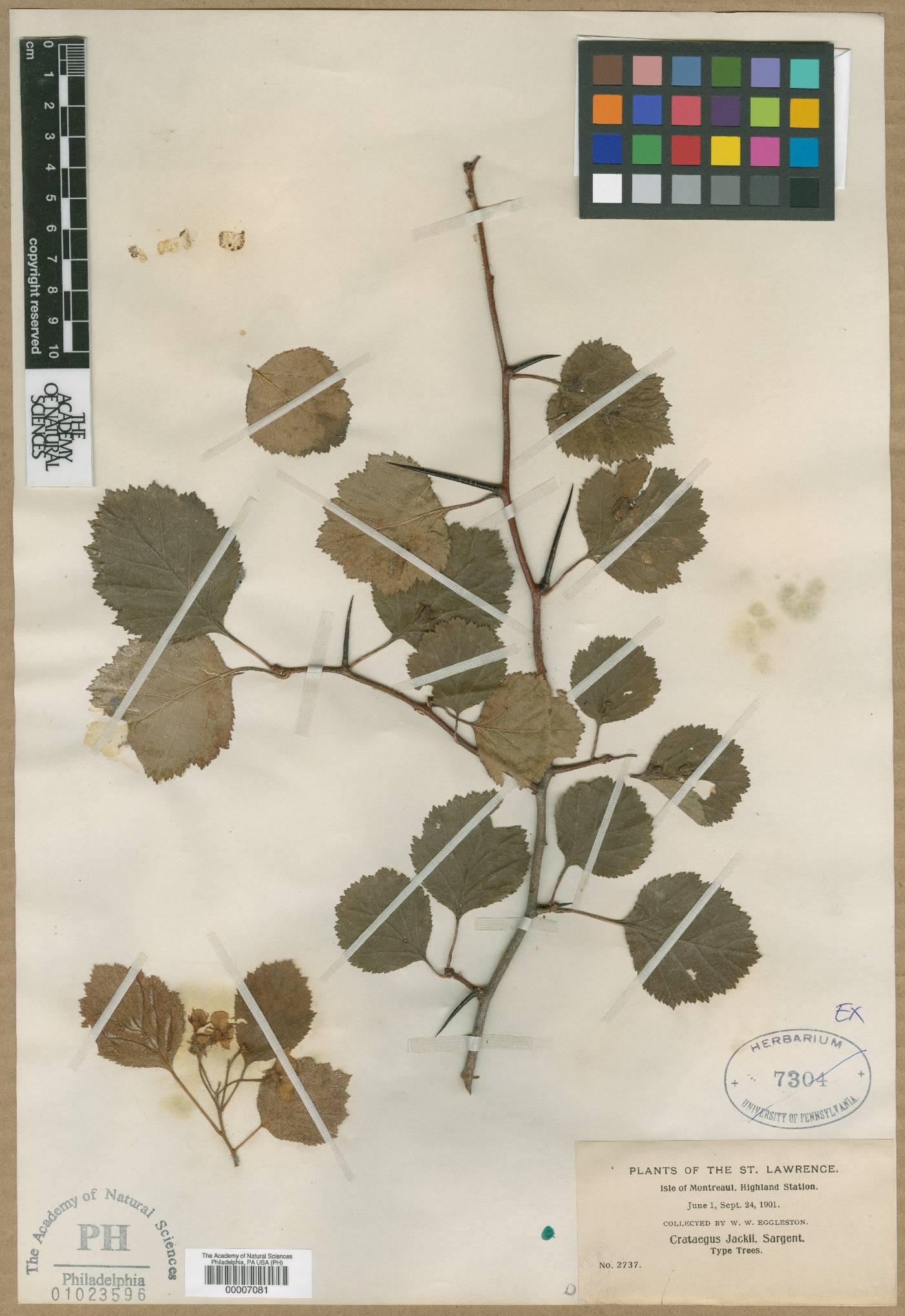 Crataegus jackii image