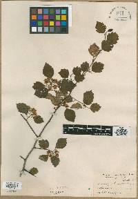 Crataegus luteola image