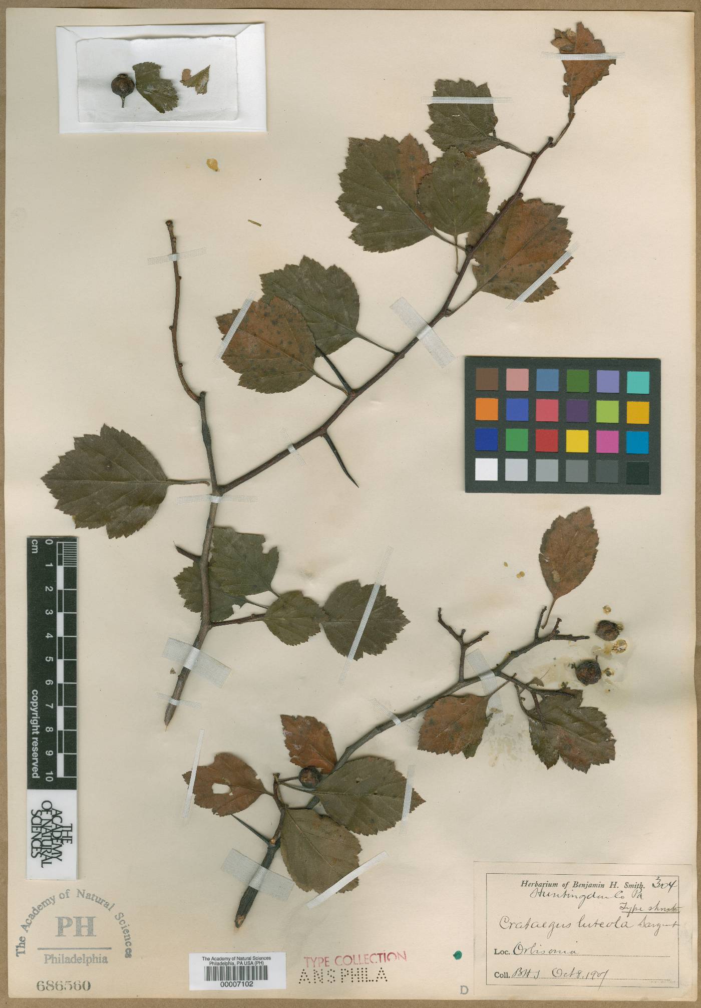 Crataegus luteola image