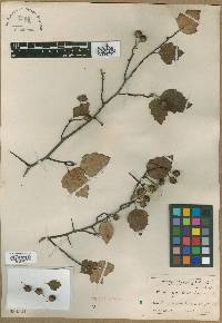 Crataegus leptalea image