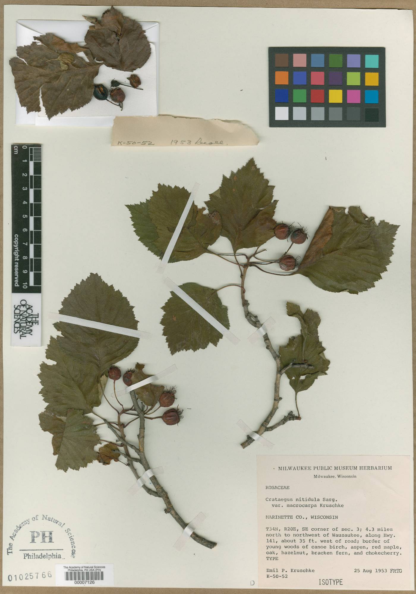 Crataegus nitidula var. macrocarpa image