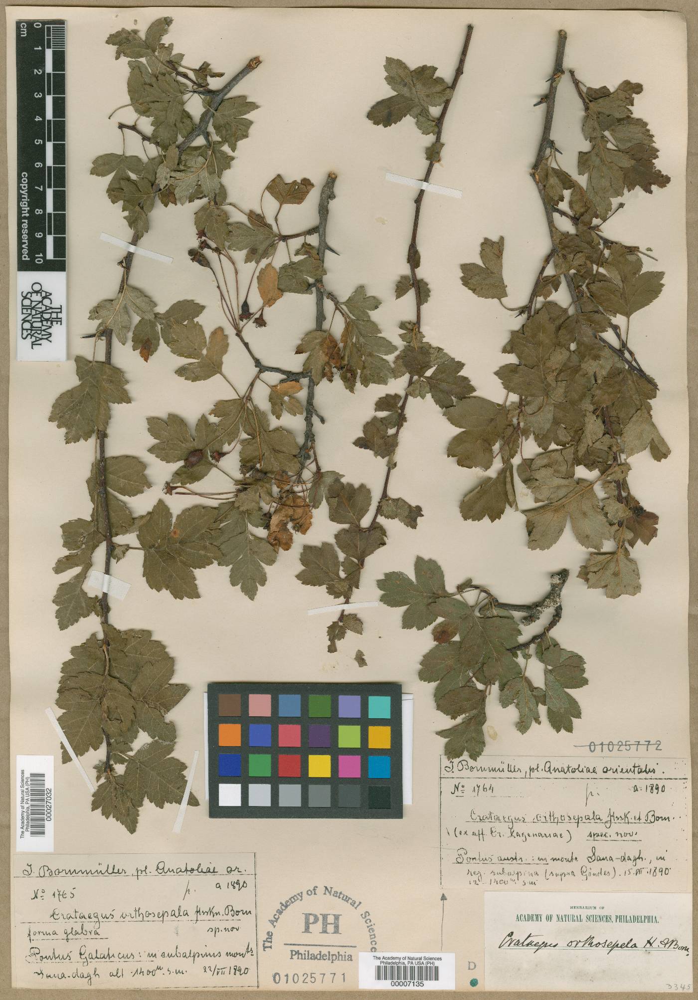 Crataegus microphylla subsp. microphylla image