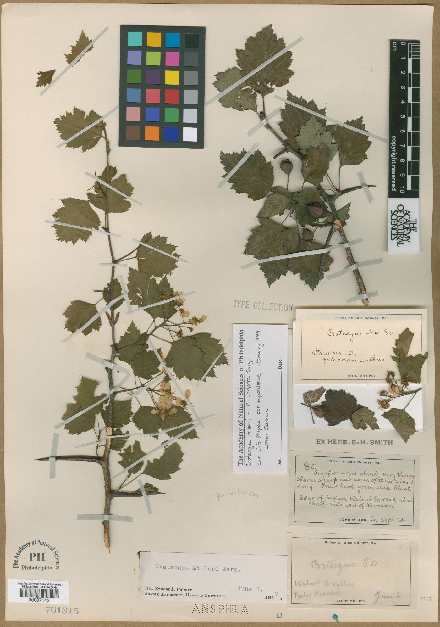 Crataegus milleri image