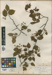 Crataegus miniata image