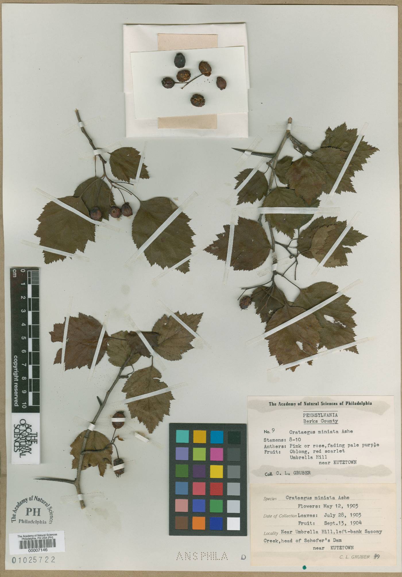 Crataegus miniata image