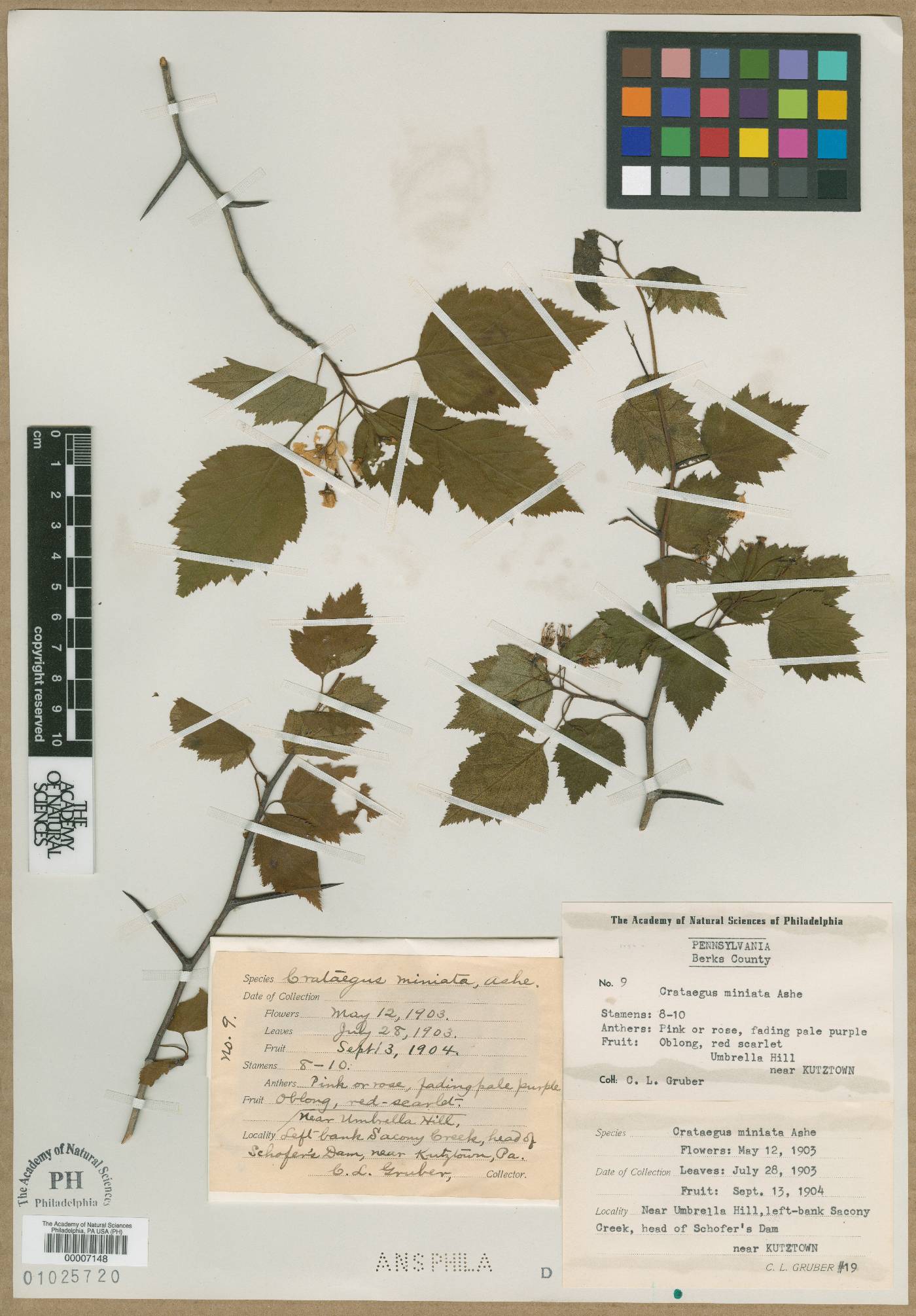 Crataegus miniata image