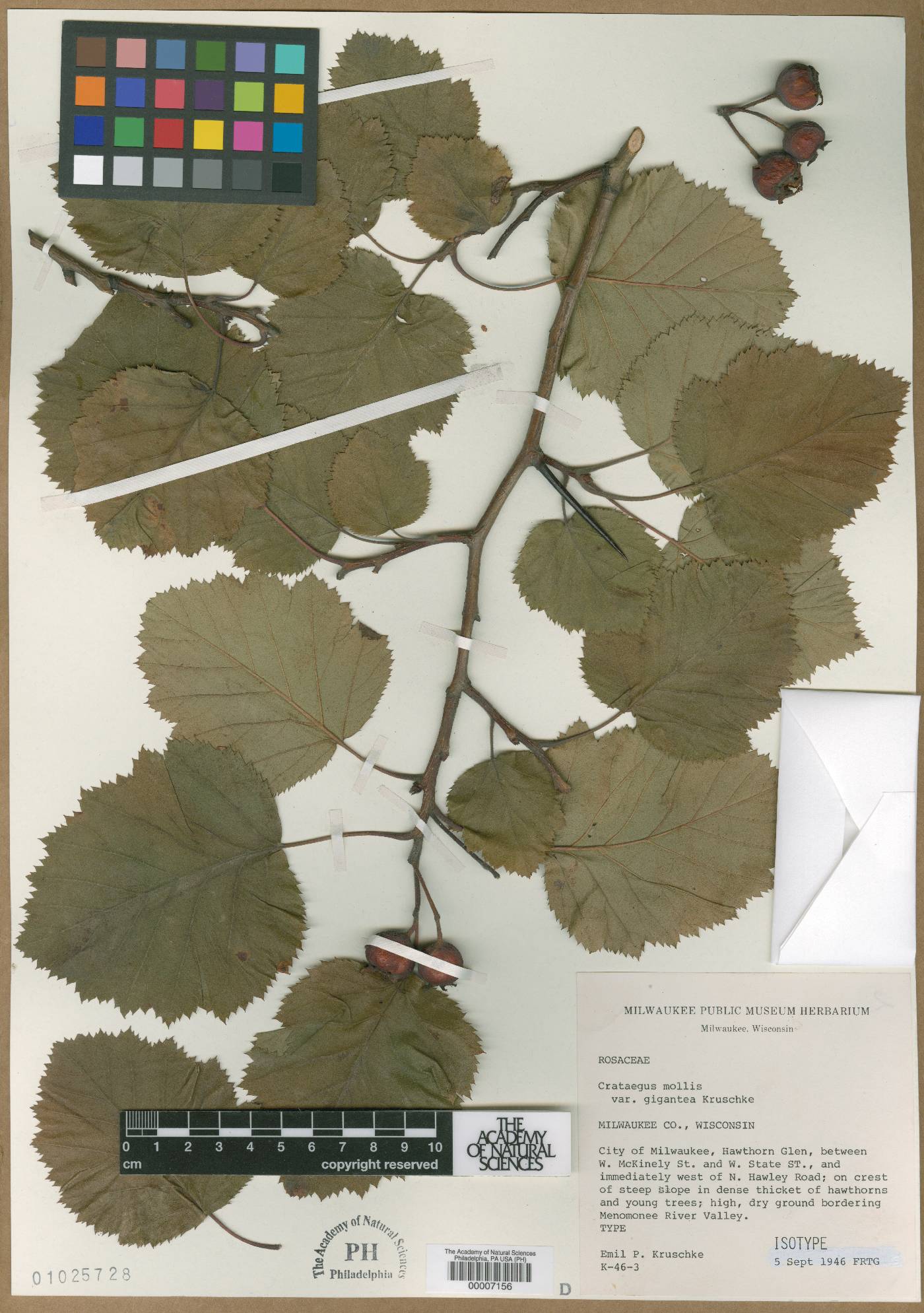 Crataegus mollis var. gigantea image