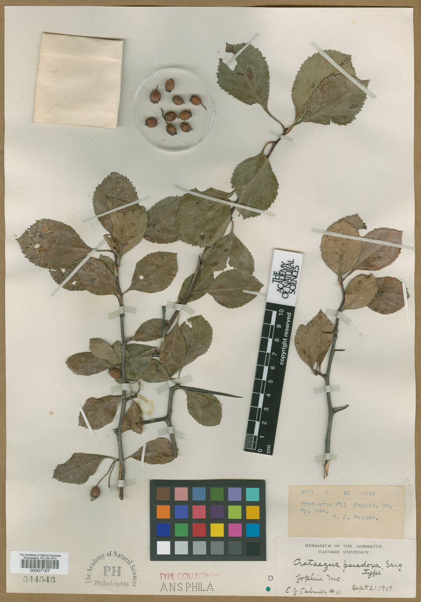 Crataegus crus-galli var. crus-galli image