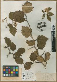 Crataegus pentandra image