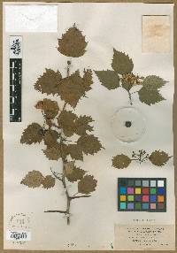 Crataegus pentandra image