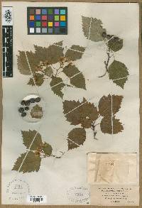 Crataegus pentandra image