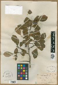 Crataegus peoriensis image