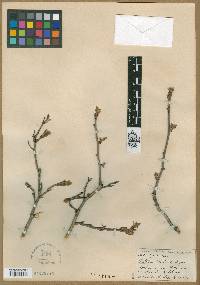 Crataegus peoriensis image