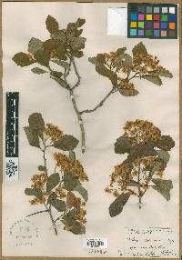 Crataegus peoriensis image