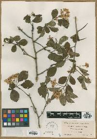 Crataegus peoriensis image