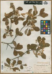 Crataegus peoriensis image