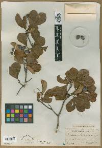 Crataegus peoriensis image