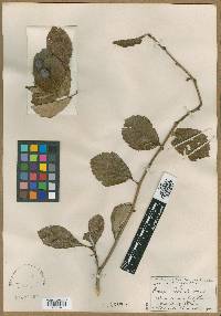 Crataegus peoriensis image
