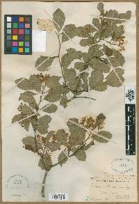 Crataegus peoriensis image