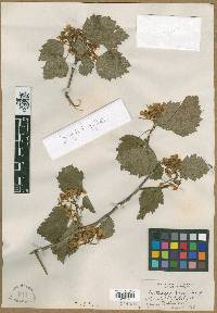 Crataegus holmesiana image