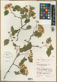 Crataegus pruinosa image