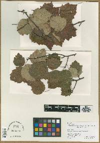 Crataegus pruinosa image