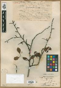 Crataegus punctata image