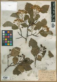 Crataegus radiosa image