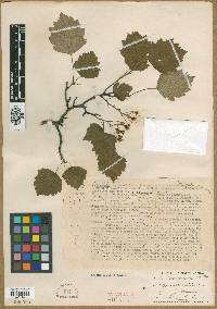 Crataegus recordabilis image