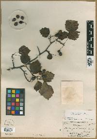 Crataegus recordabilis image