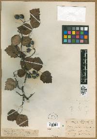 Crataegus recordabilis image